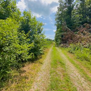 Photo #11 of SOLD property in Off Hunters Bluff Drive, Warrenton, NC 12.0 acres