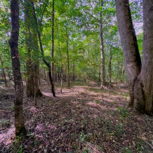 Photo #13 of SOLD property in Off Hunters Bluff Drive, Warrenton, NC 12.0 acres