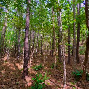 Photo #20 of SOLD property in Off Hunters Bluff Drive, Warrenton, NC 12.0 acres