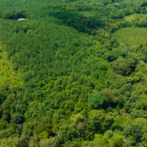 Photo #31 of SOLD property in Off Hunters Bluff Drive, Warrenton, NC 12.0 acres
