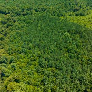 Photo #36 of SOLD property in Off Hunters Bluff Drive, Warrenton, NC 12.0 acres