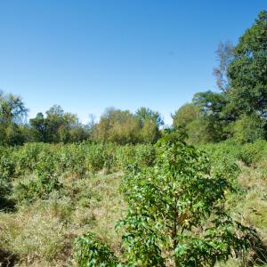 Photo #23 of SOLD property in Off Lowrys Road, Gaffney, SC 579.9 acres