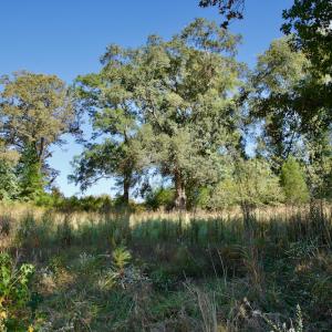 Photo #24 of SOLD property in Off Lowrys Road, Gaffney, SC 579.9 acres
