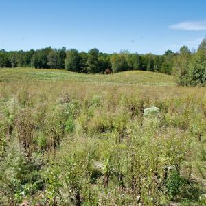 Photo #28 of SOLD property in Off Lowrys Road, Gaffney, SC 579.9 acres
