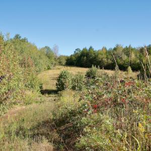 Photo #20 of Off Wilkinsville Hwy (Hwy 105), Gaffney, SC 579.6 acres