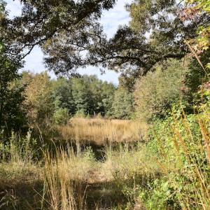 Photo #22 of Off Wilkinsville Hwy (Hwy 105), Gaffney, SC 579.6 acres