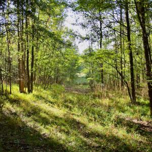Photo #24 of Off Wilkinsville Hwy (Hwy 105), Gaffney, SC 579.6 acres