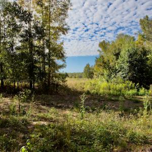 Photo #30 of Off Wilkinsville Hwy (Hwy 105), Gaffney, SC 579.6 acres