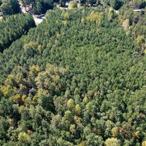 Photo #12 of Off Dry Bridge Road, Ruther Glen , VA 27.8 acres