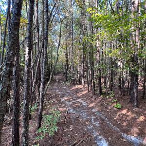 Photo #14 of Off Dry Bridge Road, Ruther Glen , VA 27.8 acres