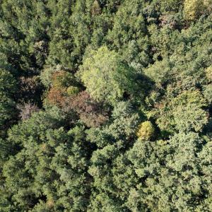 Photo #15 of Off Dry Bridge Road, Ruther Glen , VA 27.8 acres