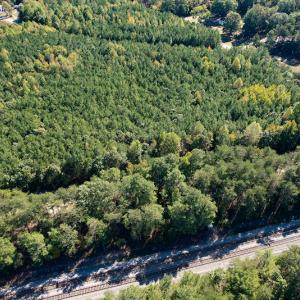 Photo #20 of Off Dry Bridge Road, Ruther Glen , VA 27.8 acres