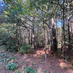 Photo #5 of Off Dry Bridge Road, Ruther Glen , VA 27.8 acres
