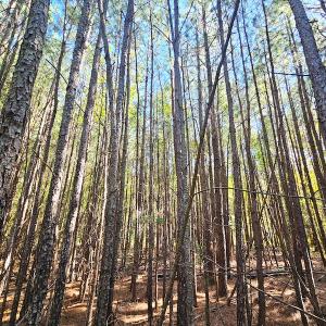 Photo #13 of Off Dry Bridge Road, Ruther Glen, VA 3.0 acres