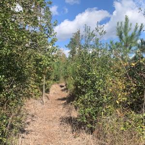 Photo #10 of SOLD property in Off Dickens Lane, Capron, VA 20.5 acres