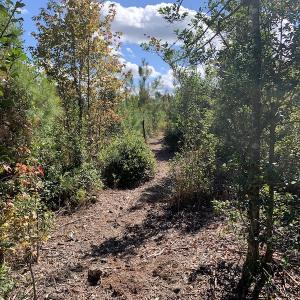 Photo #13 of SOLD property in Off Dickens Lane, Capron, VA 20.5 acres