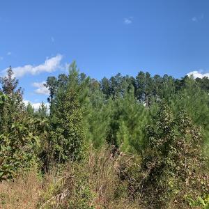 Photo #15 of SOLD property in Off Dickens Lane, Capron, VA 20.5 acres