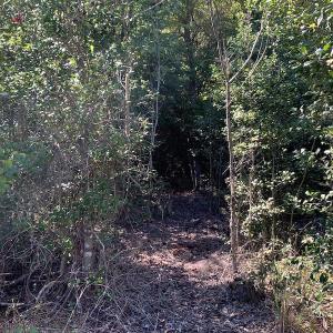 Photo #16 of Off Dickens Lane, Capron, VA 20.5 acres