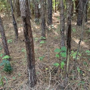 Photo #18 of SOLD property in Off Dickens Lane, Capron, VA 20.5 acres