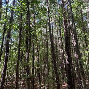 Photo #19 of Off Dickens Lane, Capron, VA 20.5 acres