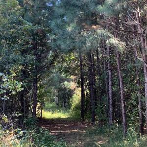 Photo #26 of Off Dickens Lane, Capron, VA 20.5 acres