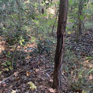 Photo #28 of Off Dickens Lane, Capron, VA 20.5 acres
