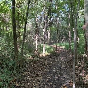 Photo #31 of SOLD property in Off Dickens Lane, Capron, VA 20.5 acres