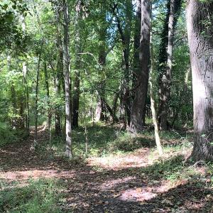 Photo #32 of Off Dickens Lane, Capron, VA 20.5 acres