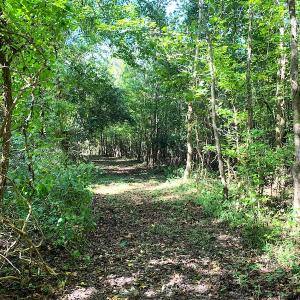 Photo #37 of Off Dickens Lane, Capron, VA 20.5 acres