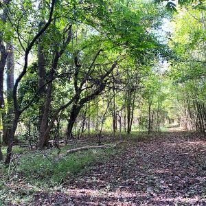 Photo #38 of Off Dickens Lane, Capron, VA 20.5 acres