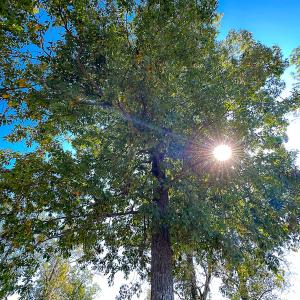 Photo #6 of SOLD property in Off Hughes Mill Road, Burlington, NC 2.5 acres