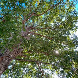 Photo #39 of SOLD property in Off Hughes Mill Road, Burlington, NC 2.5 acres