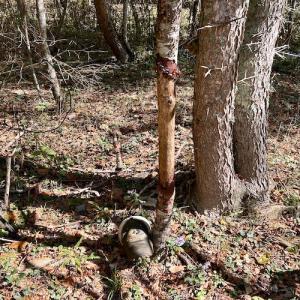 Photo #48 of 414 Niday Dr , Narrows, VA 590.2 acres