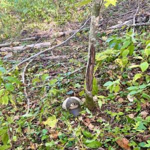 Photo #58 of 414 Niday Dr , Narrows, VA 590.2 acres