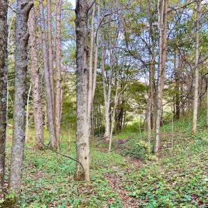 Photo #71 of 414 Niday Dr , Narrows, VA 590.2 acres