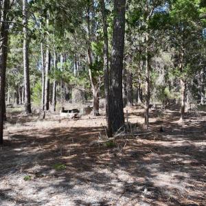 Photo #17 of SOLD property in Off Germantown Rd, Scranton, NC 9.5 acres