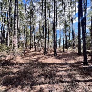 Photo #18 of SOLD property in Off Germantown Rd, Scranton, NC 9.5 acres