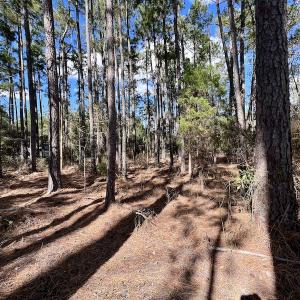 Photo #19 of SOLD property in Off Germantown Rd, Scranton, NC 9.5 acres