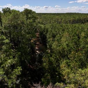 Photo #23 of SOLD property in Off Germantown Rd, Scranton, NC 9.5 acres