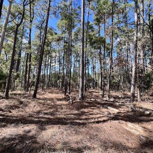 Photo #24 of SOLD property in Off Germantown Rd, Scranton, NC 9.5 acres