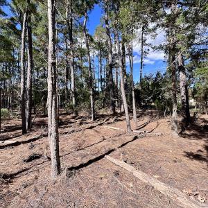 Photo #25 of SOLD property in Off Germantown Rd, Scranton, NC 9.5 acres