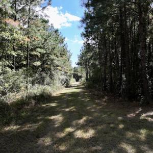 Photo #31 of SOLD property in Off Germantown Rd, Scranton, NC 9.5 acres
