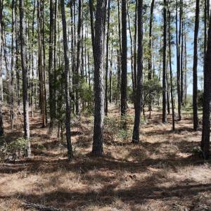 Photo #41 of SOLD property in Off Germantown Rd, Scranton, NC 9.5 acres