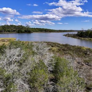 Photo #47 of SOLD property in Off Germantown Rd, Scranton, NC 9.5 acres