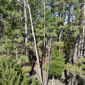Photo #51 of SOLD property in Off Germantown Rd, Scranton, NC 9.5 acres