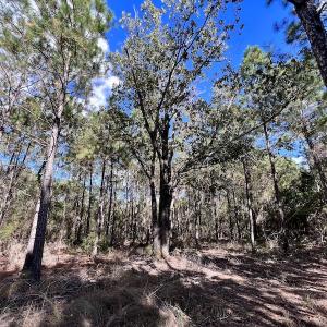 Photo #53 of SOLD property in Off Germantown Rd, Scranton, NC 9.5 acres