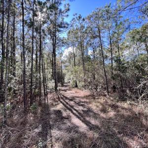 Photo #54 of SOLD property in Off Germantown Rd, Scranton, NC 9.5 acres