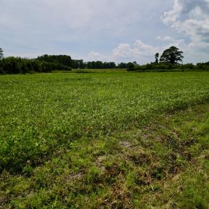 Photo #16 of SOLD property in Off Hwy 55, Dover, NC 14.1 acres