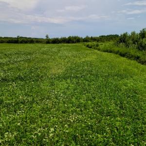 Photo #19 of SOLD property in Off Hwy 55, Dover, NC 14.1 acres