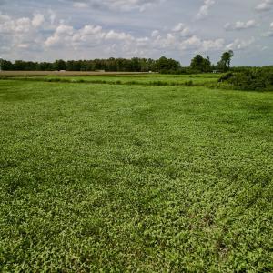 Photo #9 of SOLD property in Off Hwy 55, Dover, NC 14.1 acres